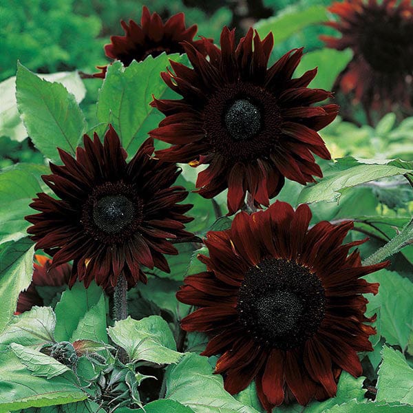plant black sunflower seeds Sunflower Black Magic F1 Seeds