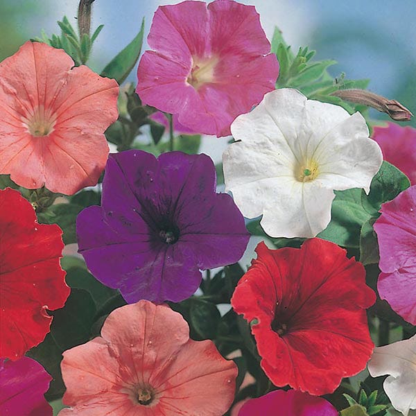 confetti with flower seeds Petunia Confetti Mixed F2 Seeds from Mr Fothergill's Seeds and Plants