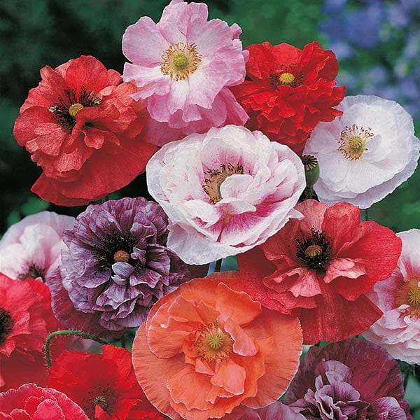 chorus plant Poppy Dawn Chorus Seeds from Mr Fothergill's Seeds and Plants