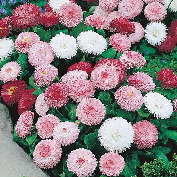 bellis flower seeds Bellis Goliath Mixed Seeds from Mr Fothergill's Seeds and Plants