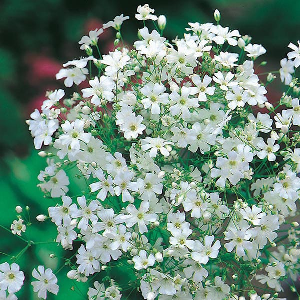 Gypsophila Monarch White Seeds from Mr Fothergill's Seeds and Plants
