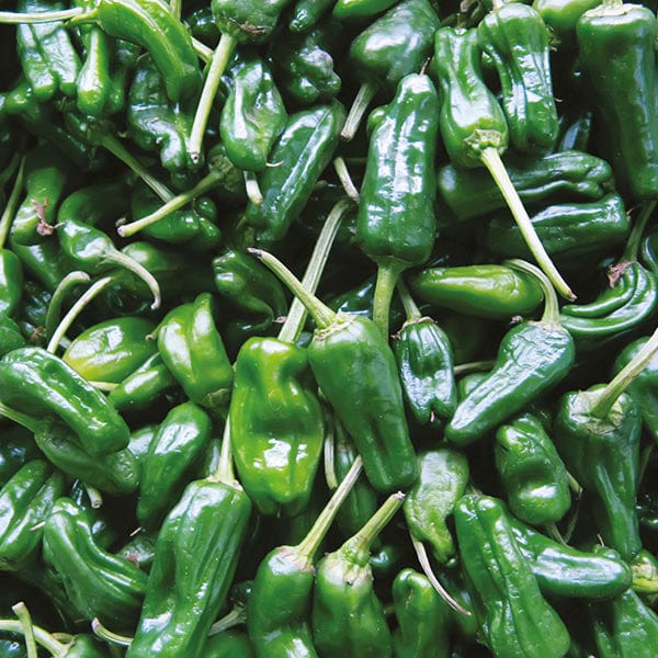 green chilli plant seeds Chilli Pepper Padron Seeds from Mr Fothergill's Seeds and Plants