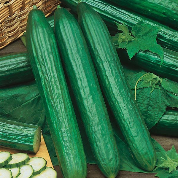 telegraph plant seeds Cucumber Long English Telegraph Improved