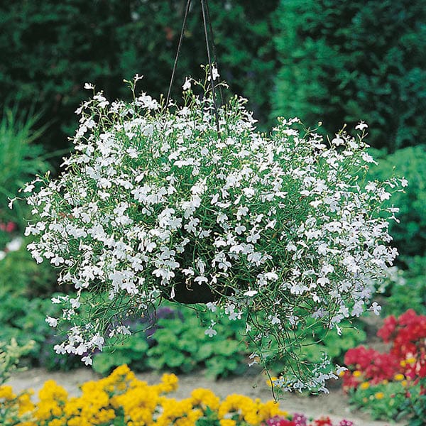 hanging lobelia plant Lobelia White Fountain Seeds from Mr Fothergill's Seeds and Plants