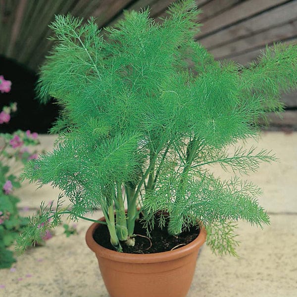 fennel indoor plant Fennel Seeds
