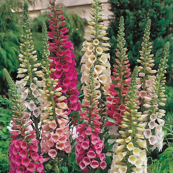 Foxglove Foxy Mixed Seeds from Mr Fothergill's Seeds and Plants