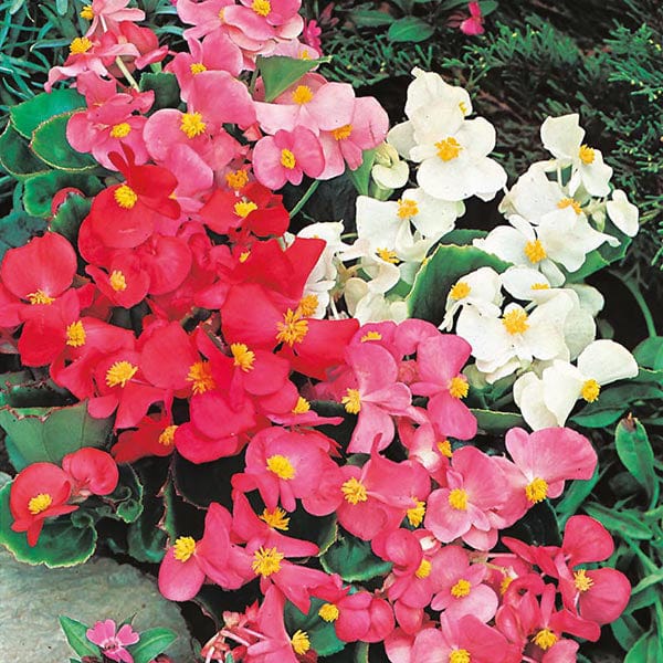 begonia flower seeds Begonia Summer Rainbow F2 Seeds from Mr Fothergill's Seeds and Plants