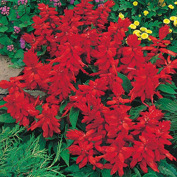 fire and flower seeds Salvia Blaze of Fire Seeds from Mr Fothergill's Seeds and Plants