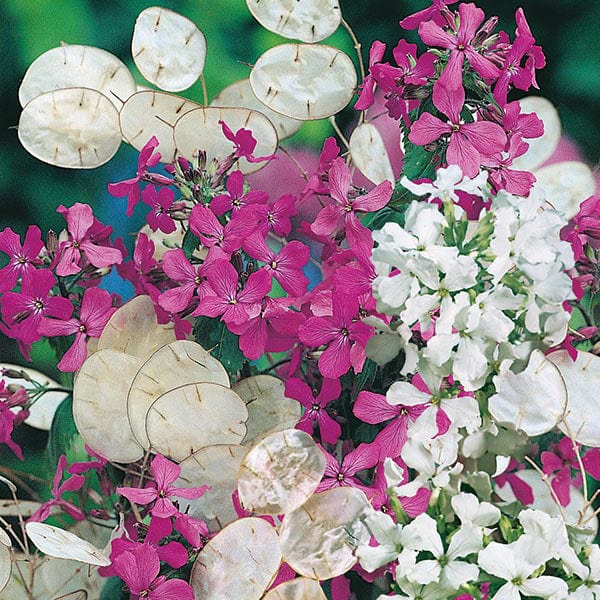 planting honesty seeds Honesty Purple & White Mixed Seeds