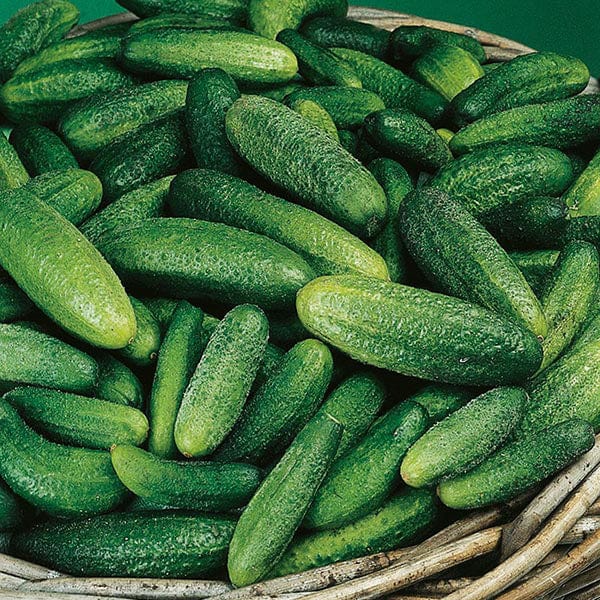 Parisian Gherkin Cucumber Seeds | Vegetables | Mr Fothergill's