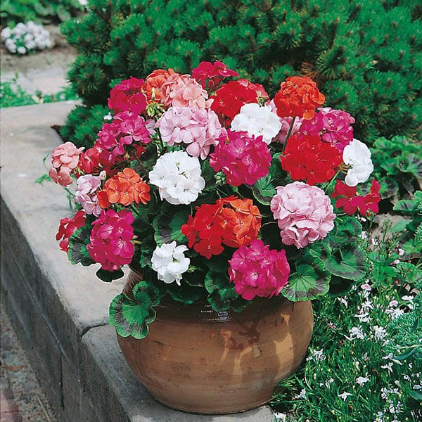 Geranium Mr F's Mophead Selection Mixed F1 Seeds from Mr Fothergill's Seeds and Plants
