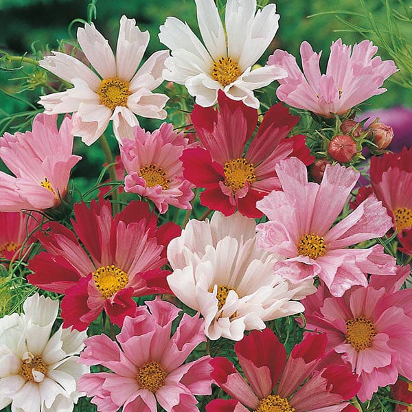 cosmos flower seeds for sale Cosmos Seashells Mixed Seeds from Mr Fothergill's Seeds and Plants