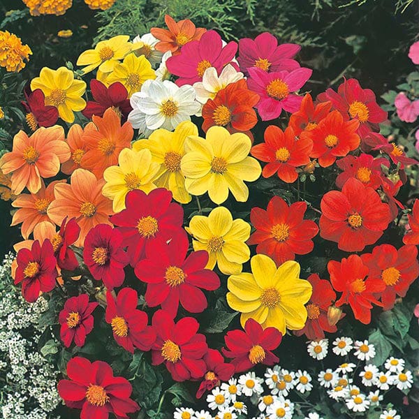 mignon dahlia seeds Dahlia Mignon Mixed Seeds