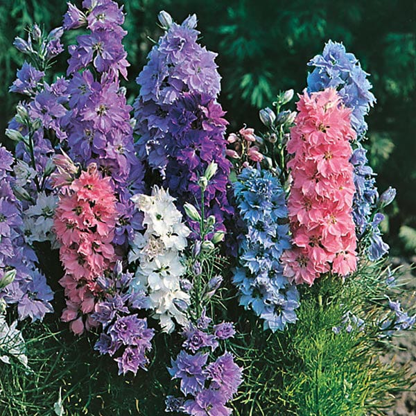 hyacinth flower seeds Larkspur Hyacinth Dwarf Mixed Seeds from Mr Fothergill's Seeds and Plants