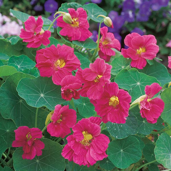 nasturtium cherry rose seeds Nasturtium Jewel Cherry Rose Seeds from Mr Fothergill's Seeds and Plants