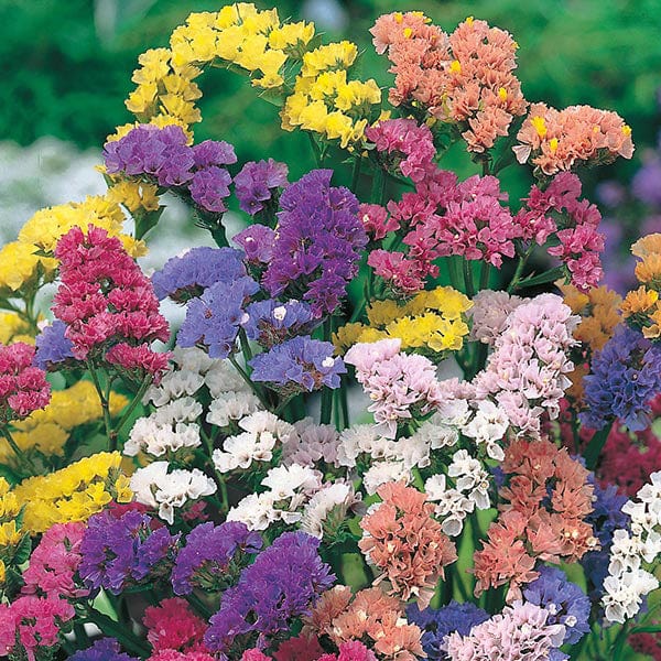 status flower seeds Statice Special Mixed Seeds