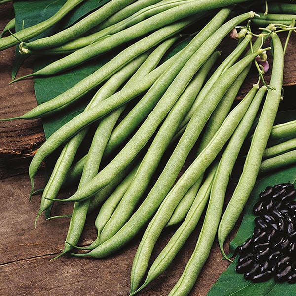 seeds for climbing plants Climbing Bean Cobra Seeds from Mr Fothergill's Seeds and Plants