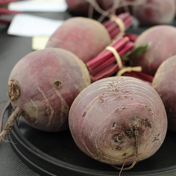 beetroot plant seeds Beetroot Pablo F1 Seeds from Mr Fothergill's Seeds and Plants