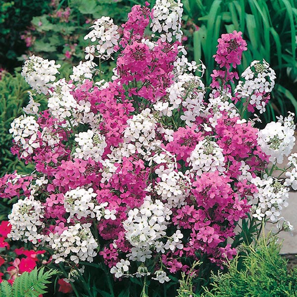 sweet rocket flower seeds Sweet Rocket Mixed Seeds from Mr Fothergill's Seeds and Plants