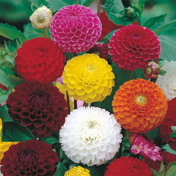 dahlia inferno mr fothergill's seeds Dahlia Pompon Mixed Seeds from Mr Fothergill's Seeds and Plants