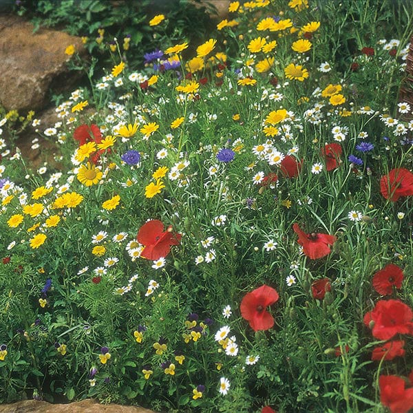 flower seeds wilko Wildflower Cornfield Mixture Seeds from Mr Fothergill's Seeds and Plants