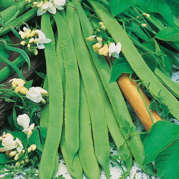 plant runner bean seeds Runner Bean White Lady Seeds from Mr Fothergill's Seeds and Plants