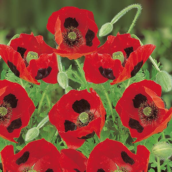 Poppy Ladybird Seeds from Mr Fothergill's Seeds and Plants