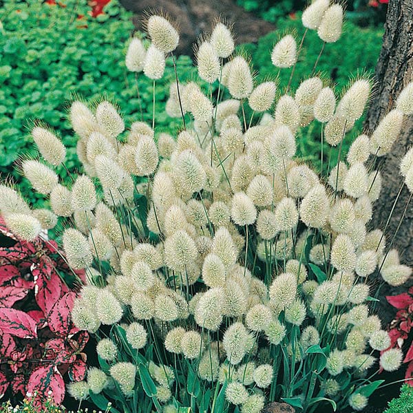 Bunny Tail Grass Seeds | Grass | Mr Fothergill's