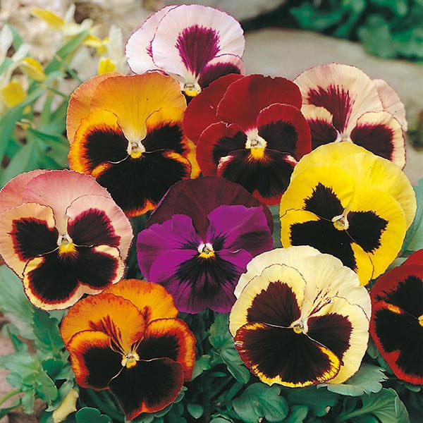pansy seeds from plants Pansy Swiss Giants Mixed Seeds
