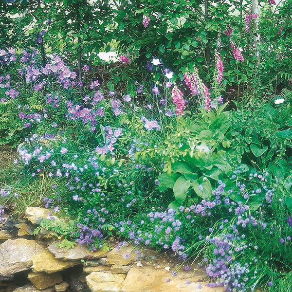 woodland wildflowers seeds Wildflower Woodland Mixture