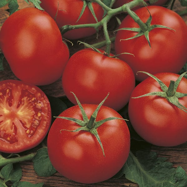 money maker tomato plant Tomato (Standard) Moneymaker Seeds from Mr Fothergill's Seeds and Plants