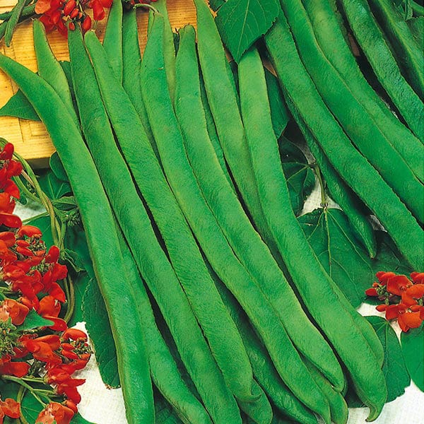 plant runner bean seeds Runner Bean Enorma Seeds from Mr Fothergill's Seeds and Plants