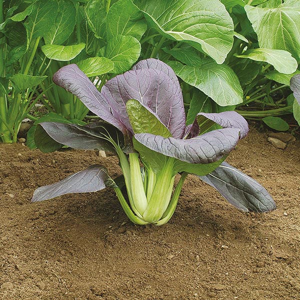 mr cheeks plant a seed Pak Choi Red Choi F1 Seeds