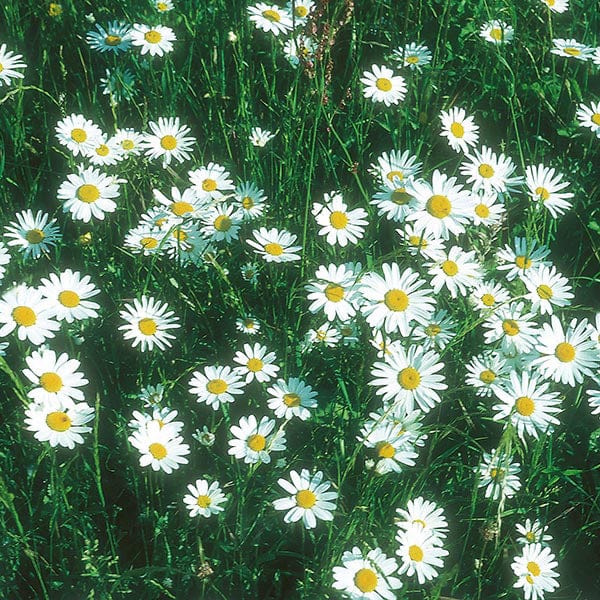 eyeball plant seeds Chrysanthemum Ox Eye Daisy Seeds from Mr Fothergill's Seeds and Plants