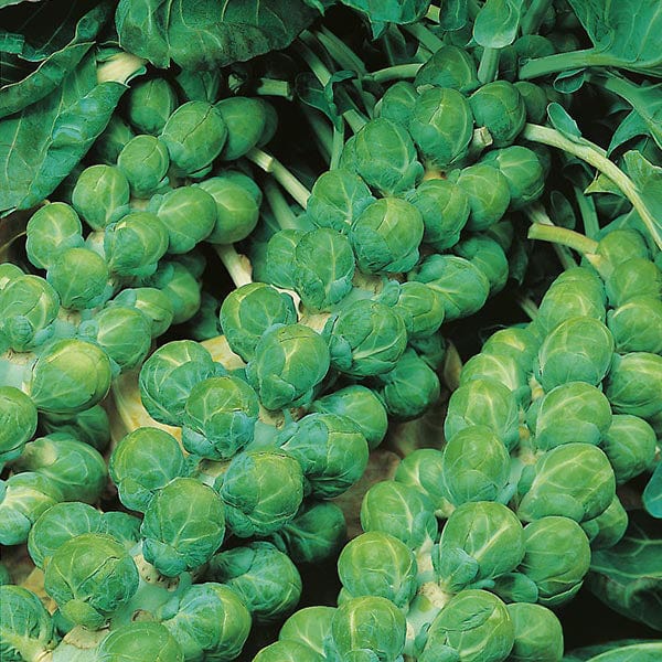 special plants seeds Brussels Sprout Evesham Special Seeds from Mr Fothergill's Seeds and Plants