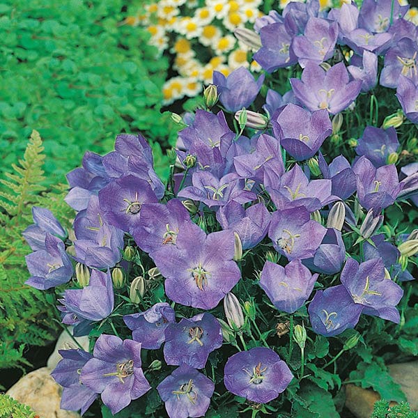 Campanula Blue Seeds from Mr Fothergill's Seeds and Plants