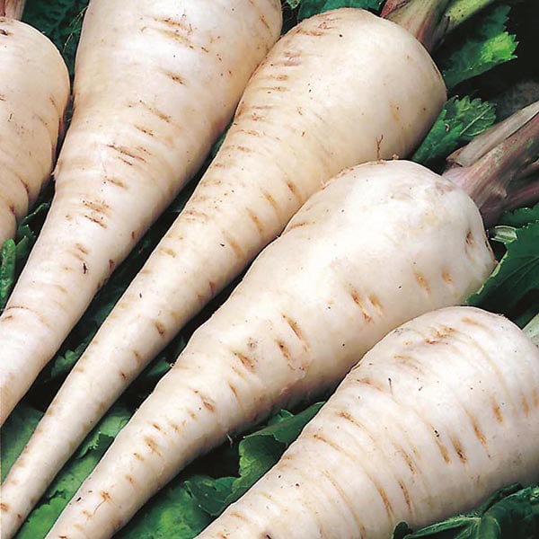 Parsnip White Gem Seed Tape