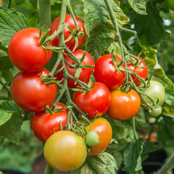 Tomato (Standard) Shirley F1 Seeds from Mr Fothergill's Seeds and Plants