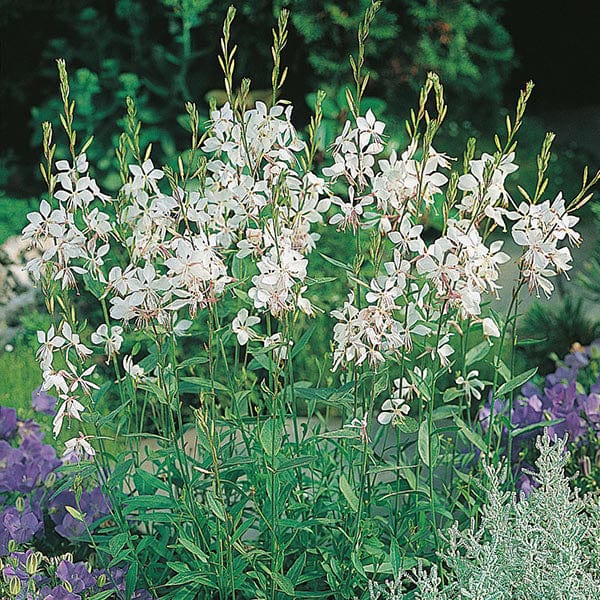 gaura the bride plant Gaura The Bride Seeds
