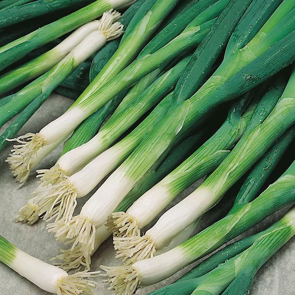 mr cheeks plant a seed Onion (Spring) Evergreen Bunching Seeds