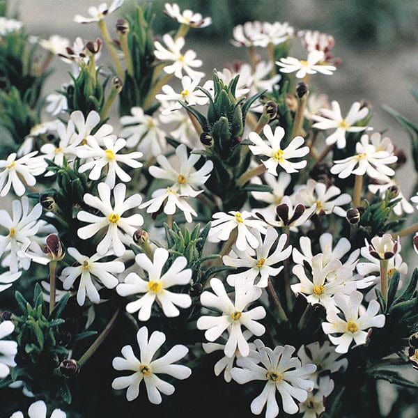 plant seeds at night Night Phlox Midnight Candy Seeds