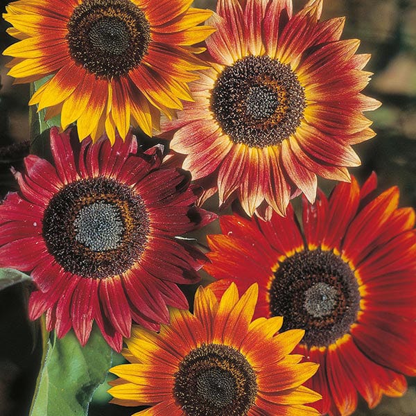 Sunflower Evening Sun