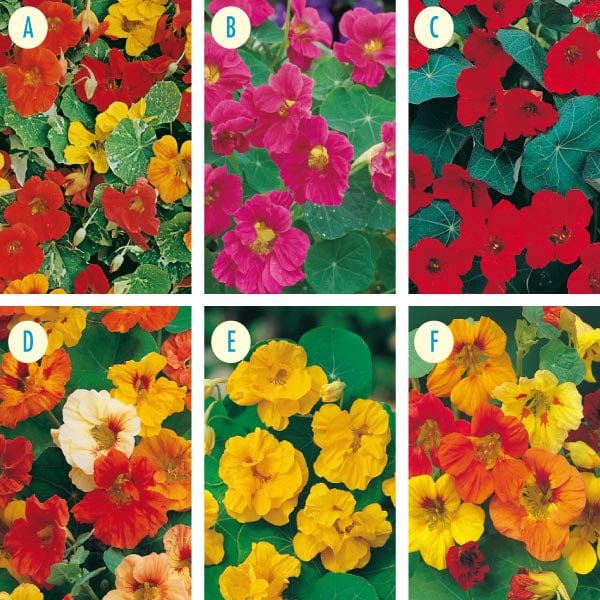 nasturtium flower seeds for sale Nasturtium Collection Seeds from Mr Fothergill's Seeds and Plants