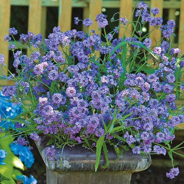 Verbena Intensity Seeds from Mr Fothergill's Seeds and Plants