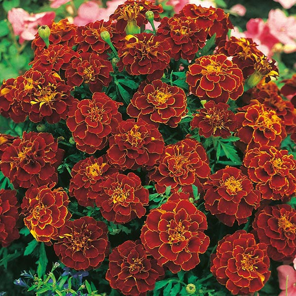 pink french marigold seeds Marigold (French) Red Cherry Seeds from Mr Fothergill's Seeds and Plants