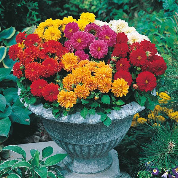 double dahlia seeds Dahlia Dwarf Double Mixed Seeds