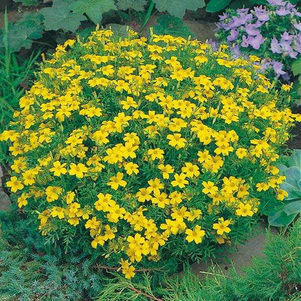 lemon gem marigold seeds Marigold Lemon Gem Seeds
