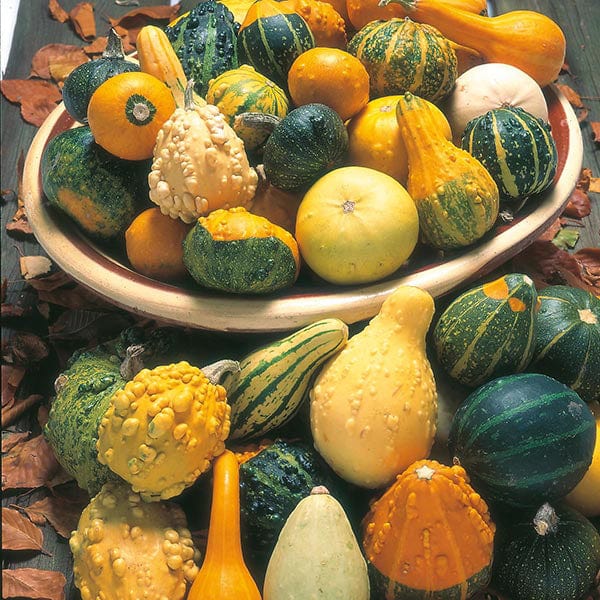 gourd plant seeds Gourd Ornamental Mixed Seeds from Mr Fothergill's Seeds and Plants