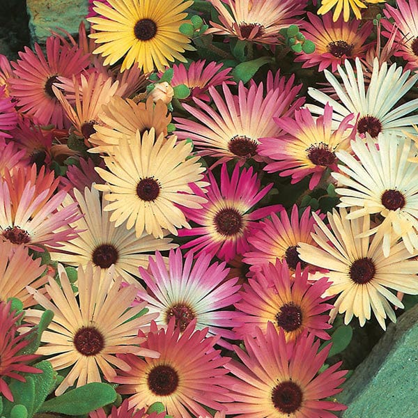 planting livingstone daisy seeds Mesembryanthemum Livingstone Daisy Mixed Seeds | Flowers | Mr Fothergill's