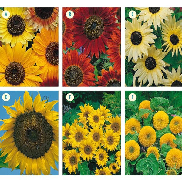 dahlia inferno mr fothergill's seeds Sunflower Collection